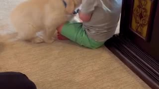 Puppy meets baby for the first time