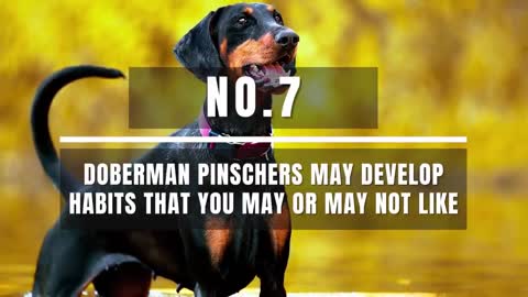 8 Things Only a Doberman Pinscher Dog Owner Understands