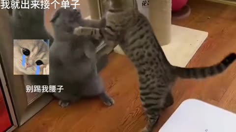 Two cats fight