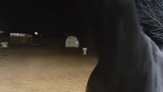 THE HORSE SINGING 🙃TO IT’S FAVORITE TUNE