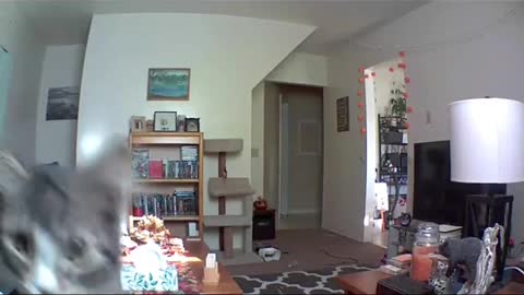 Starfire popped up on our camera when we were away on vacation