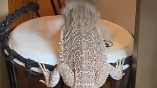 Bearded Dragon Plays a Beat on the Bongo Drum