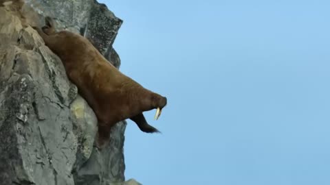 Walrus falls off of a cliff