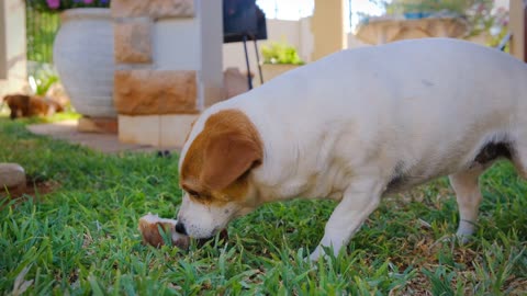 A pet dog munching on a large bone, cute and smart dog eating and munching