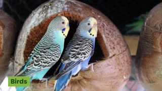 Watch how love is for birds