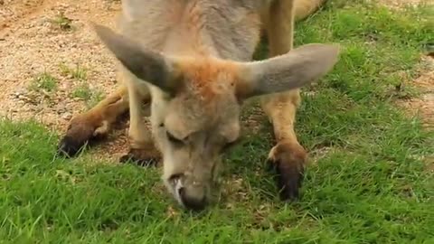 Baby kangaroo eat sow animal zero distance kangaroo