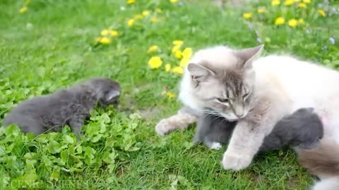 😺😺 Paws and Play: Adorable Cats Show Off Their Whimsical Antics!