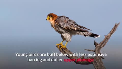 Red-Necked Falcon || Description, Characteristics and Facts!