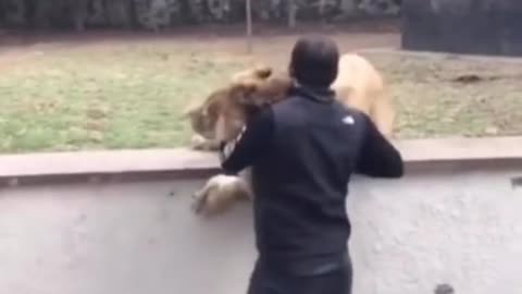 When the lion was about to have fun, the breeder's daddy suddenly appeared.