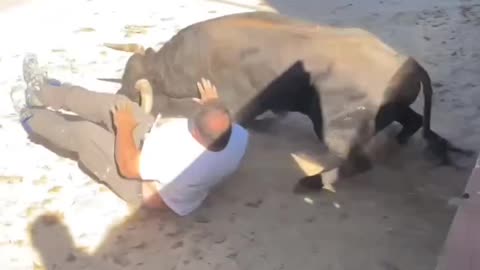 Messed with bull and got violated by the horns