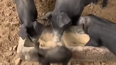 Cute animals funn