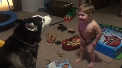 Toddler laughs as he and husky howl together l