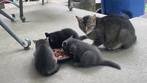 Mama Cat and Three Kittens Enjoy Eating Breakfast
