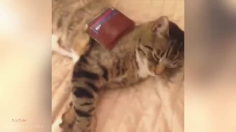 videos-funny cats