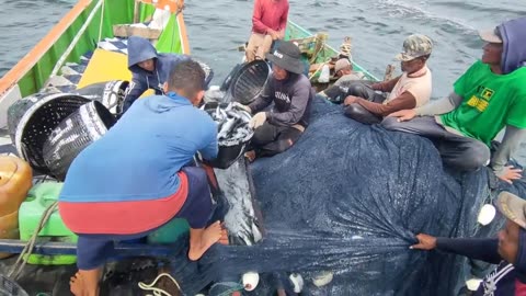 Ring Trawl Net Process for Catching Tuna Fish from Start to Finish | Fishing nets