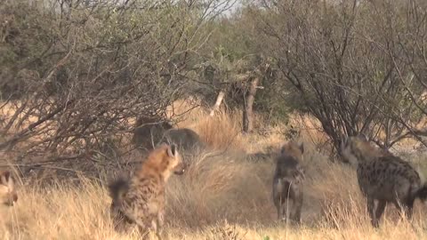 LIONS VS HYENAS - Clash of Enemies