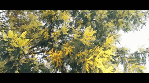Acacia _ Nature Series _ Canon R5 Cinematic