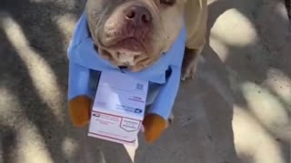 Mail carrier doggy