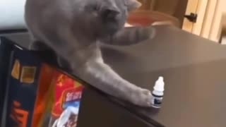 smart cat