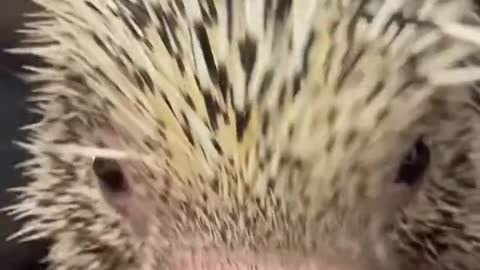 Rico the porcupine perfection 😍
