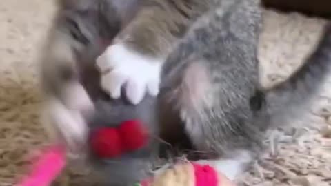 funny cats,cats,,cute cats,funny cat animals life,funny videos,funny