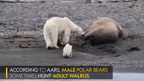 Mother Polar Bear, Desperate for Food, Tests Walrus _ National Geographic