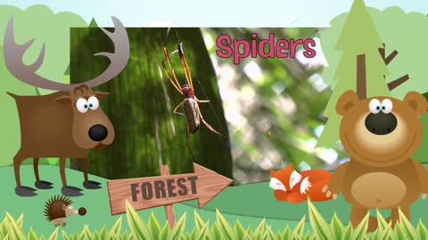 SPIDER * | Animals For Kids | All Things Anima