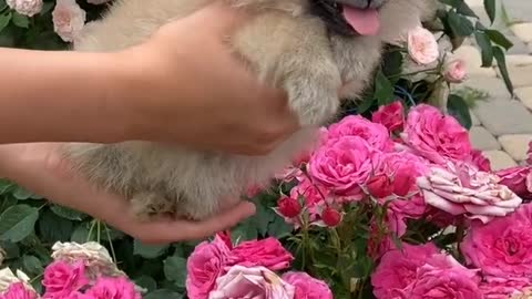 extremely cute, sweet and beautiful puppies