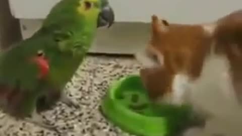 Annoying burping parrot