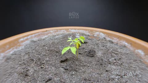 Growing CARAMBOLA (star fruit) Time Lapse