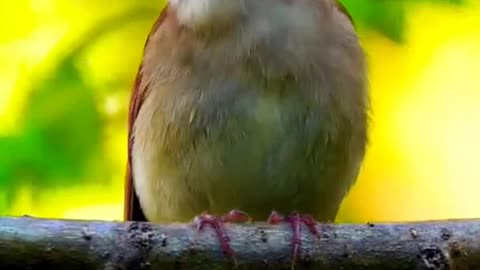 Singing nightingale -- The best bird song -- #shorts #birds