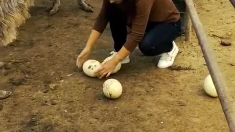 Collecting Ostrich Egg