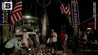 Crowd Deflated After Big Rock Blue Marlin Tournament Disqualifies 619-Pound Catch