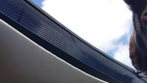 Huge Newfoundland puppy sticks his flappy jowls out of the sunroof