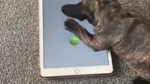 French Bulldog puppy plays video game on owner's tablet 2020
