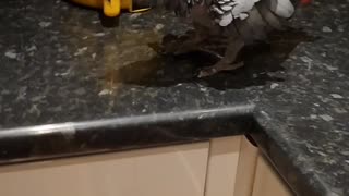 Pet Parrot Wants a Cup of Tea