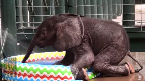 Baby elephant loves first pool experience