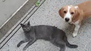 Bruna Beagle & Mimi cat