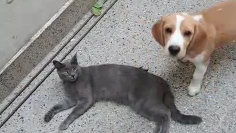 Bruna Beagle & Mimi cat