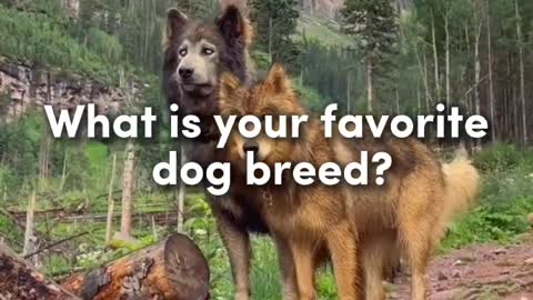 What is your favorite dog breed?