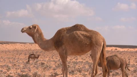 perfect camel in the sahara