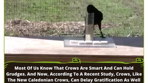 Clever Crows: Delayed Gratification Skills That Rival Preschoolers