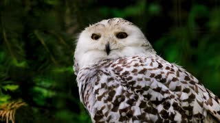BEAUTIFUL Owl Turning its Head