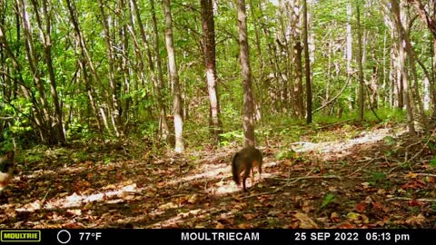 Two Beautiful Gray Foxes on Trail Camera