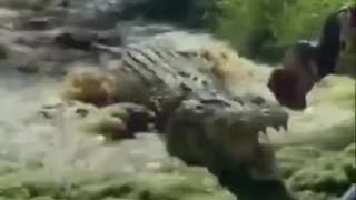 a hungry crocodile