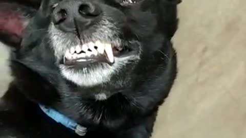 Funny animal videos.!.Shadow my pet is smiling and enjoying