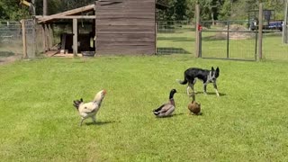 Border Collie herding ducks and chicken