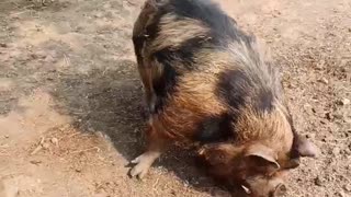 Snack Time for the KuneKune Pigs #homesteading #familyfarm #kunekune 🐷