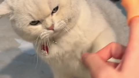 Cats video viral angry cat fighting catlover viral video