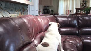 Playful Pups Bounce Around Couch